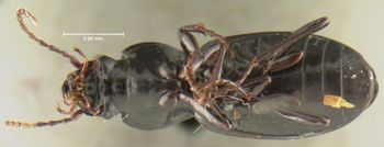 Media type: image;   Entomology 16435 Aspect: habitus ventral view